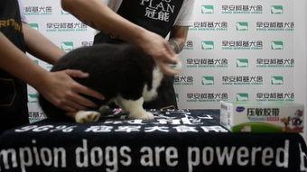 代号九耳犬在线观看,揭秘神秘特工的惊险追踪之旅